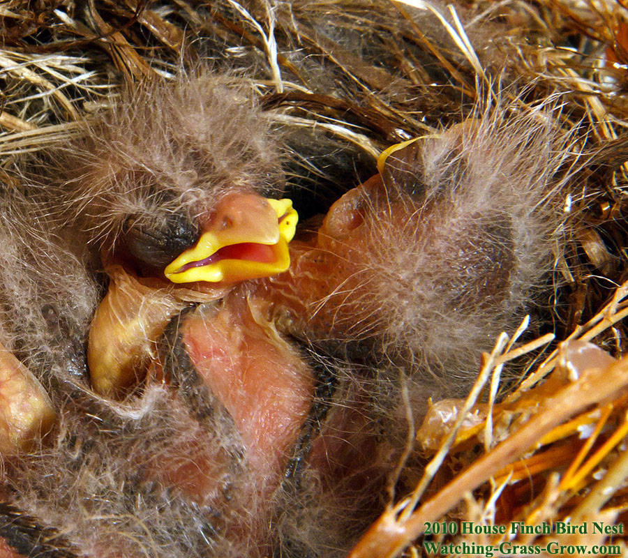 house finch baby dream
