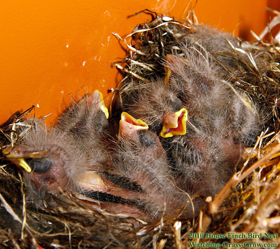 baby house finches 7d 3a