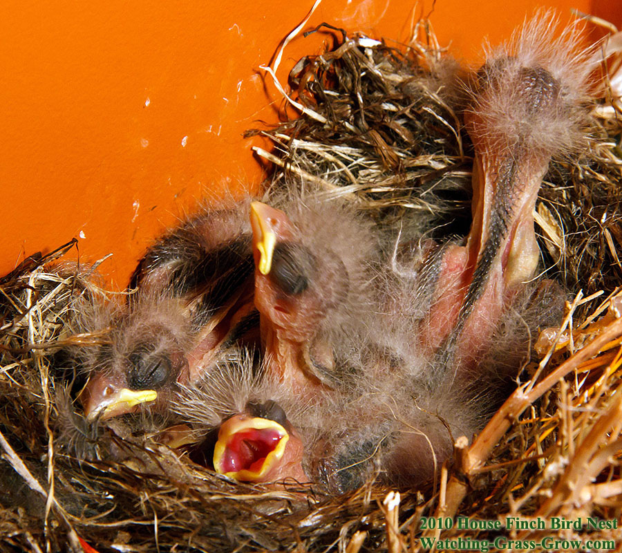 baby house finches 7d 3b