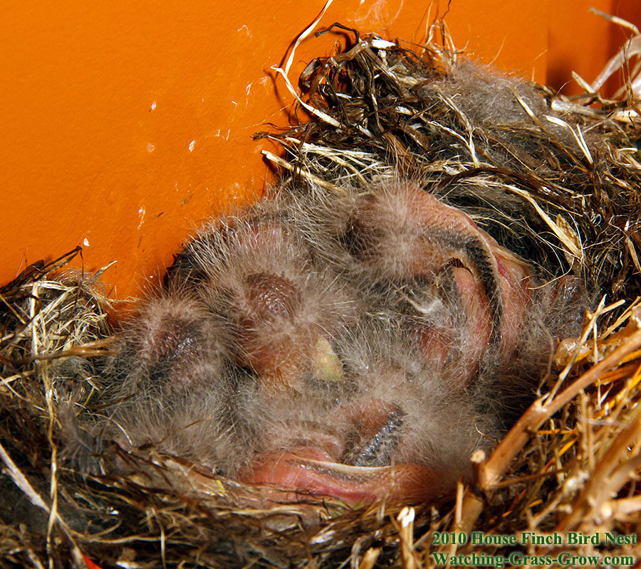 baby house finches 7d 3c