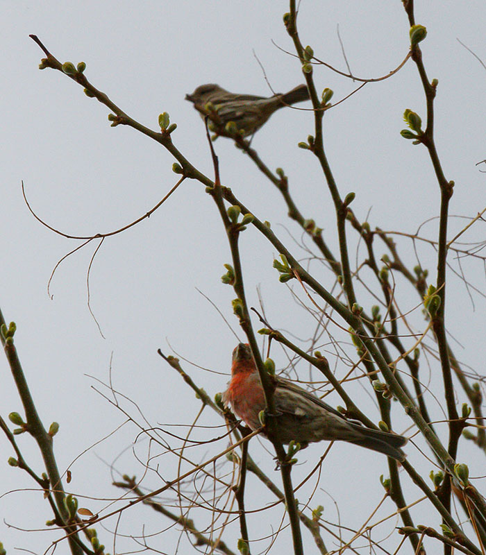 baby house finches 50d 2