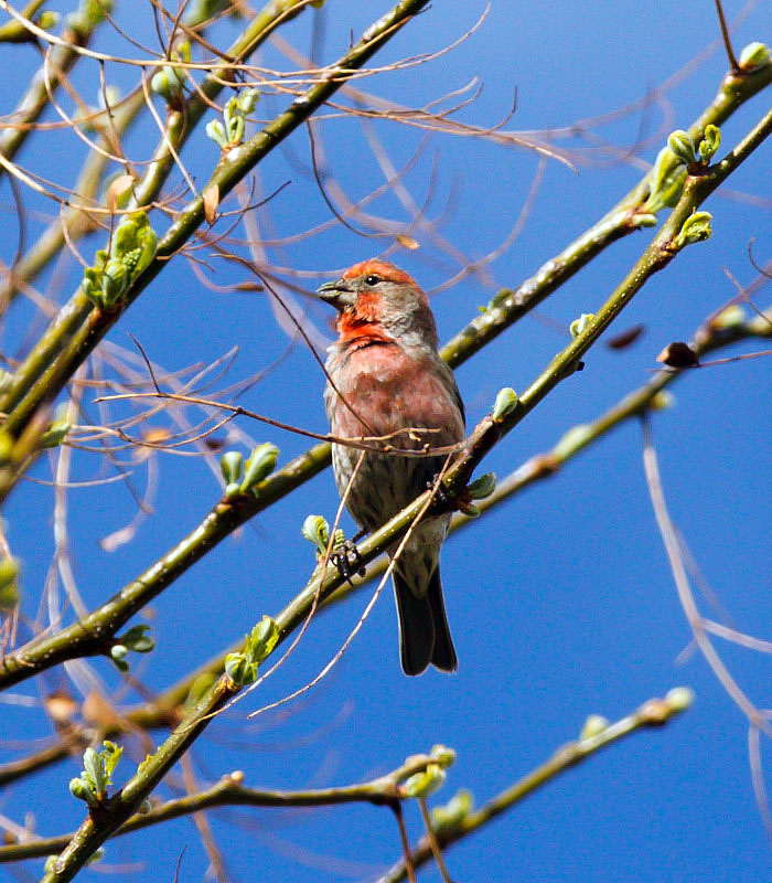 baby house finches 50d 1