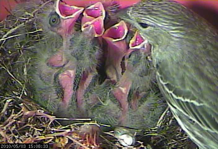 baby house finches 3