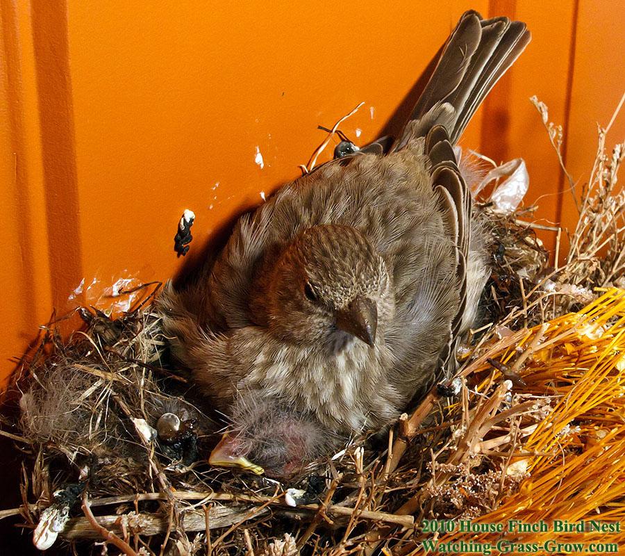 baby house finches 4 7d1