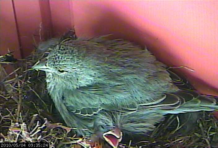 baby house finches 4