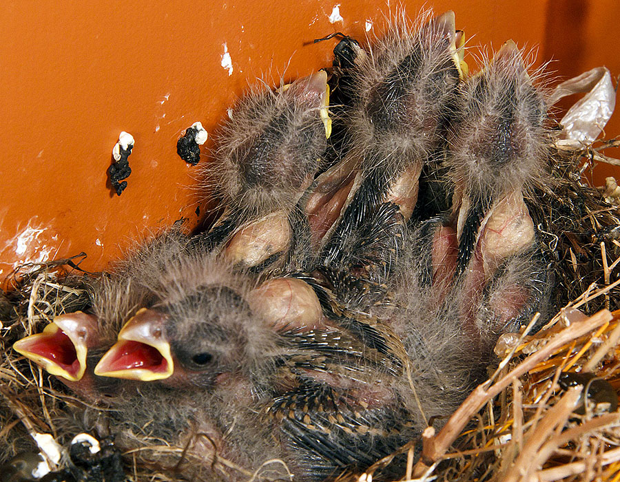 baby house finches 5z1