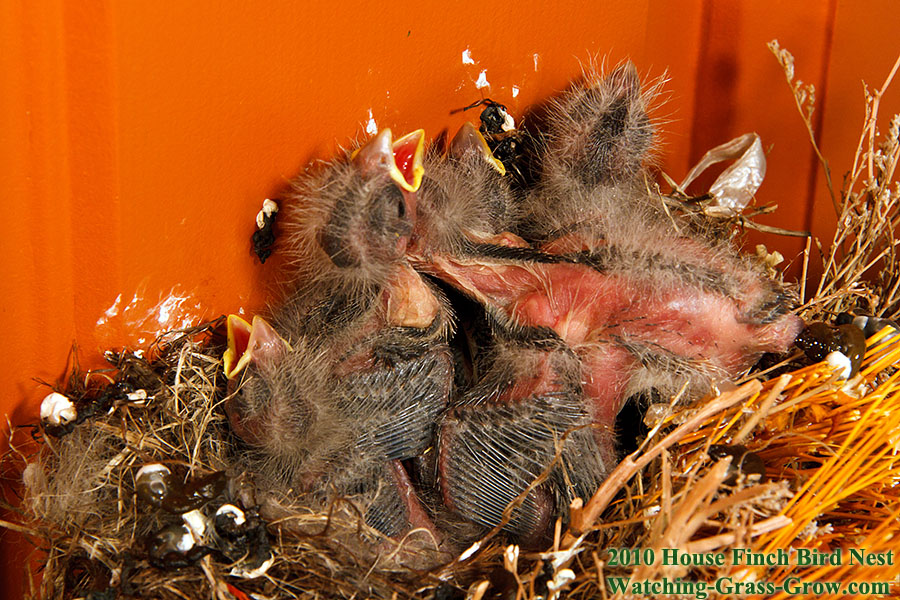 baby house finches 5a