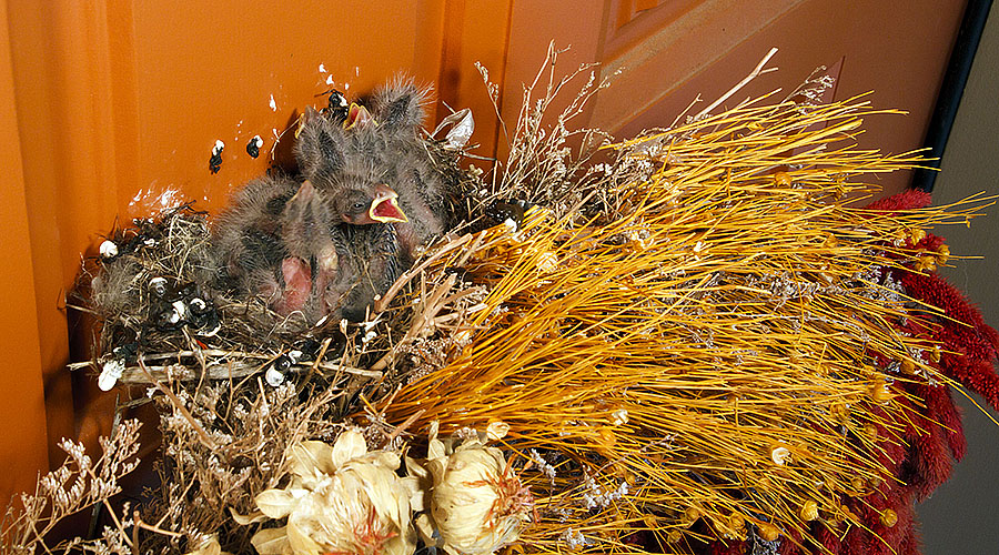 baby house finches 5z3