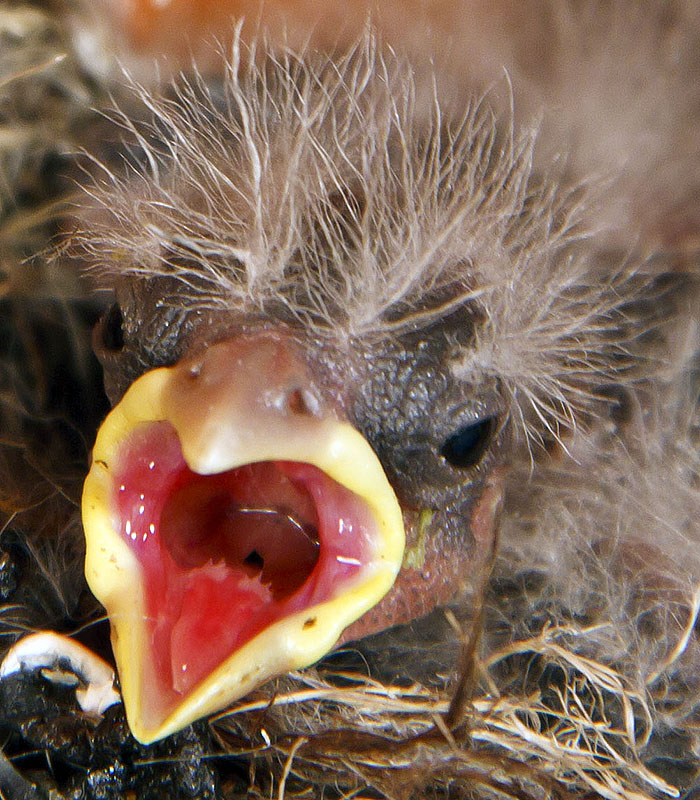 baby house finches 5z4