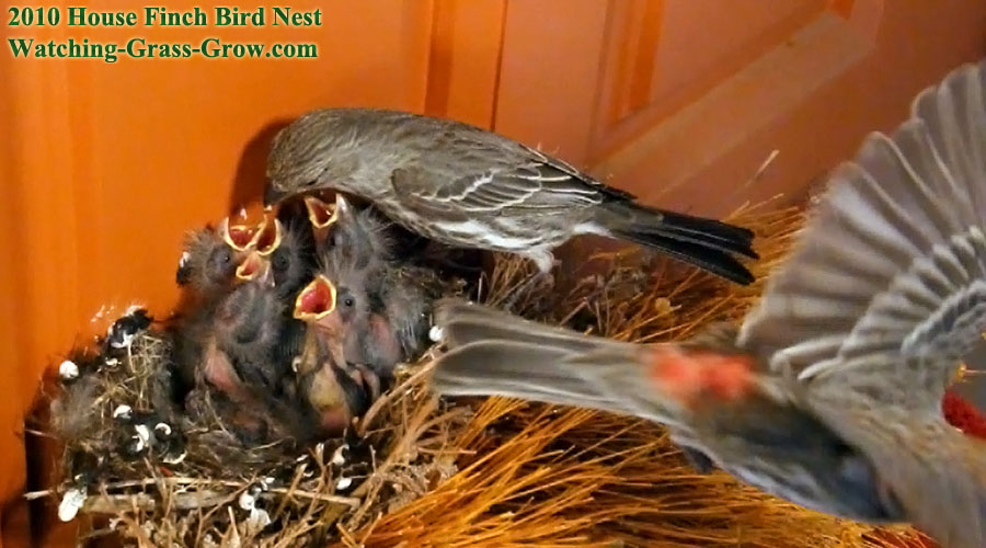 baby house finches 60fps 1