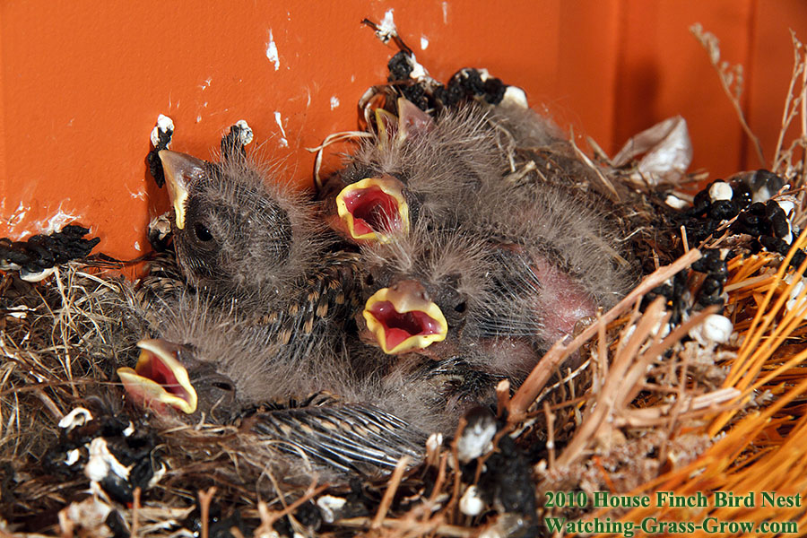 baby house finches canon 7d may 6 a