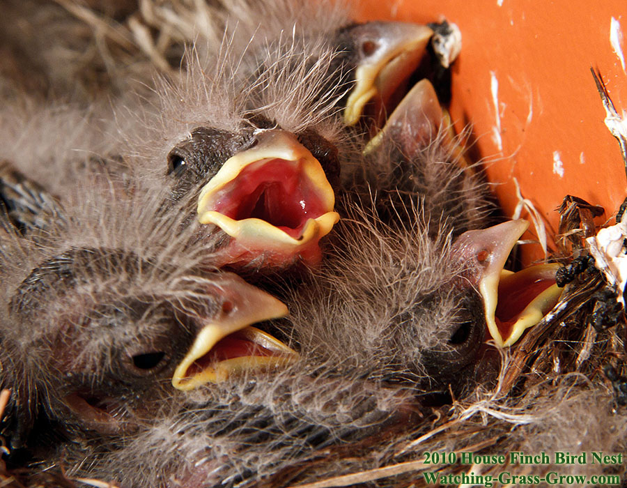 house finch nest