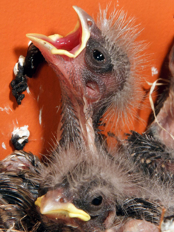 baby house finches canon 7d may 6 e