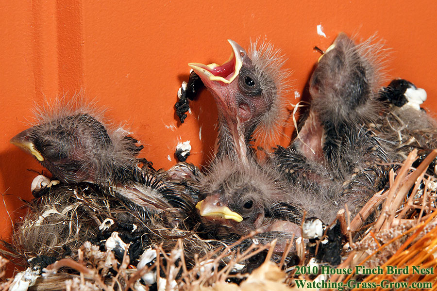 baby house finches canon 7d may 6 d