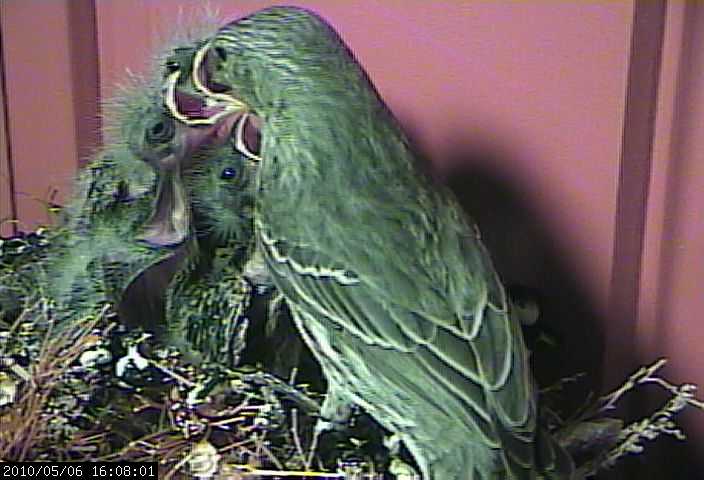 baby house finches 6 webcam