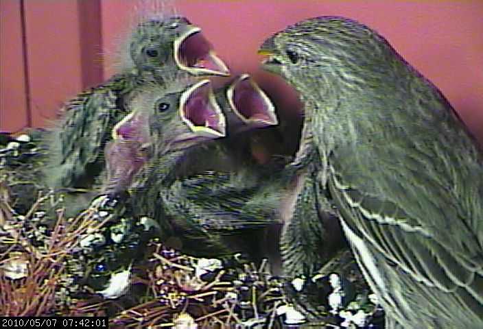 baby house finches 7 webcam a