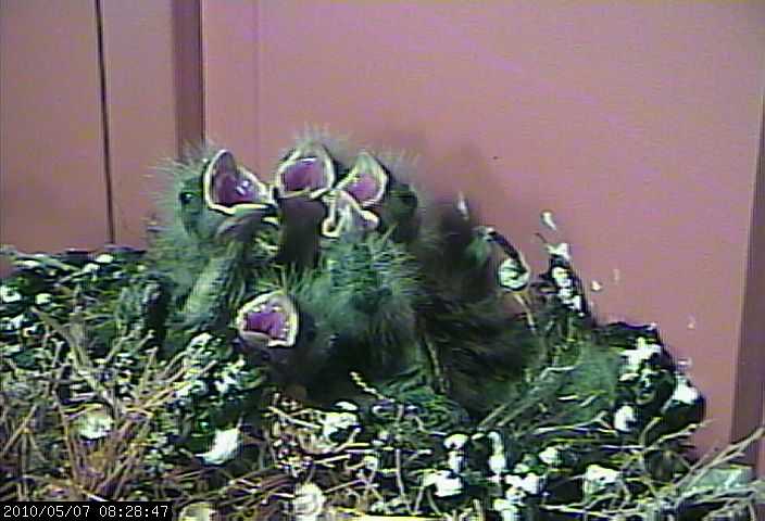 baby house finches 7 webcam c