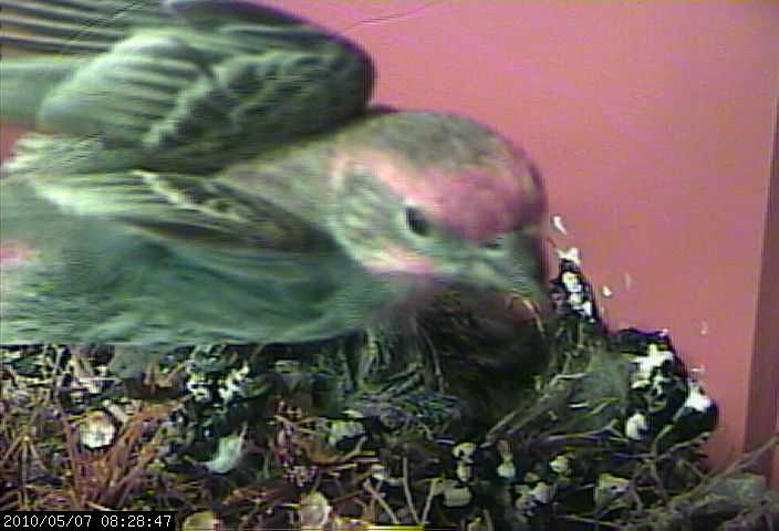 baby house finches 7 webcam b