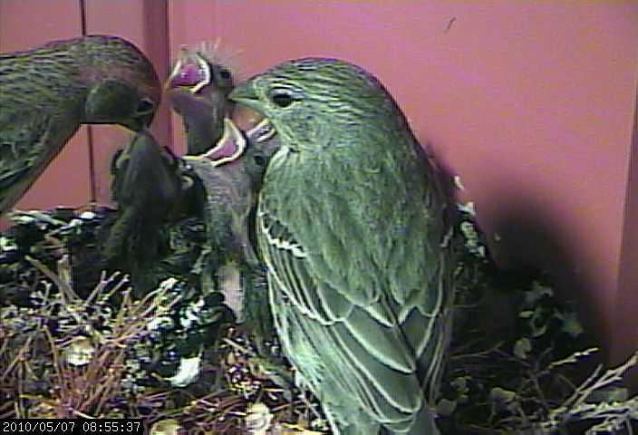 baby house finches 7 webcam d