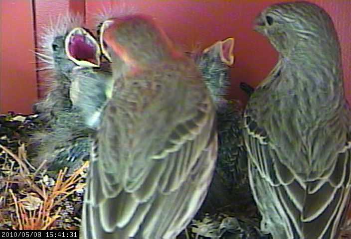 baby house finches 8 webcam