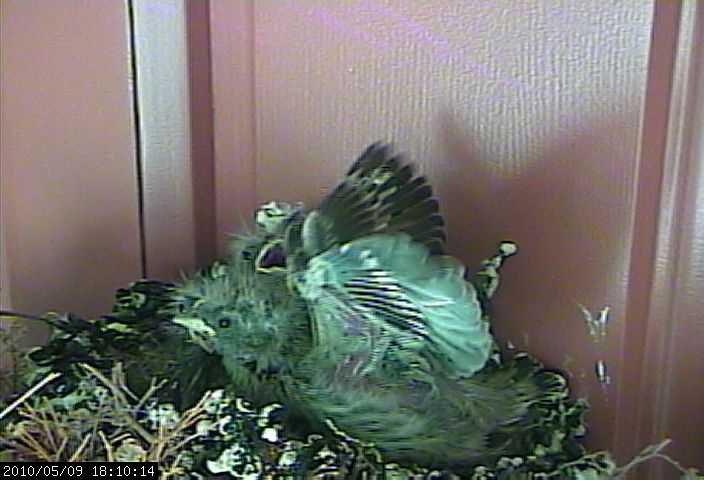 baby house finches 9 webcam