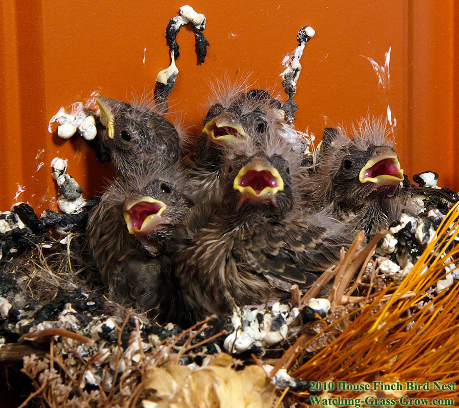baby house finches 10 a