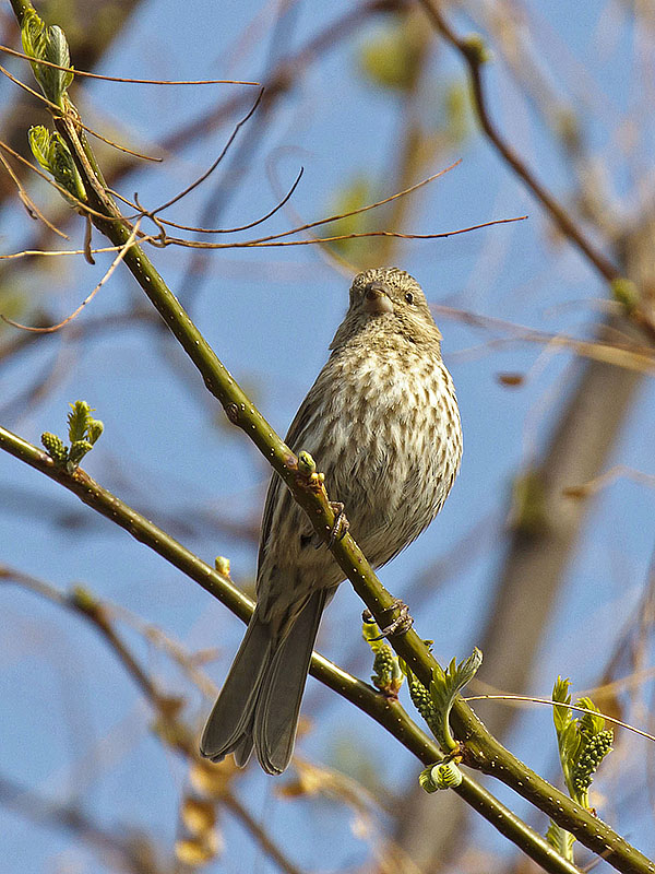 house finch mom tree