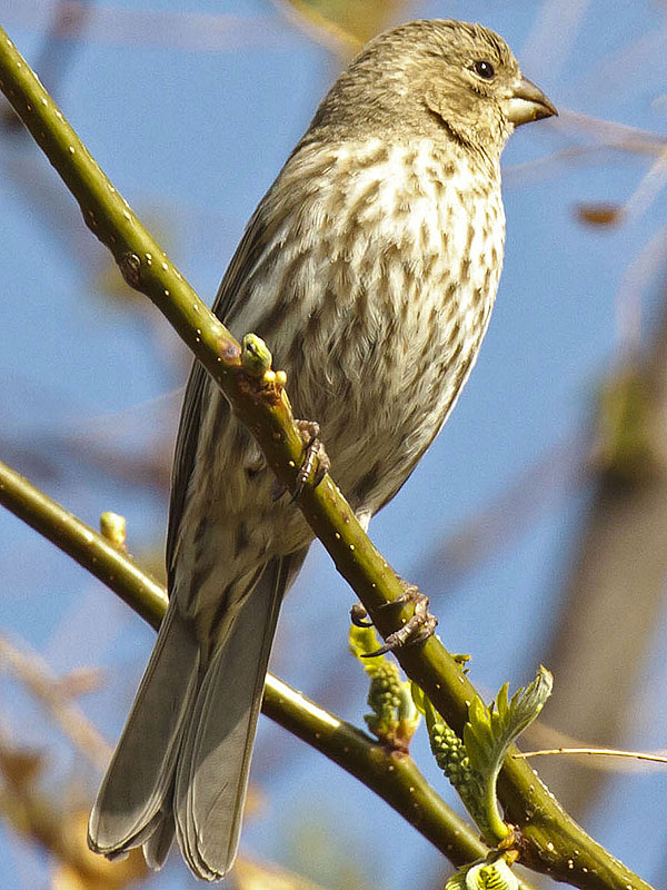 house finches tree b