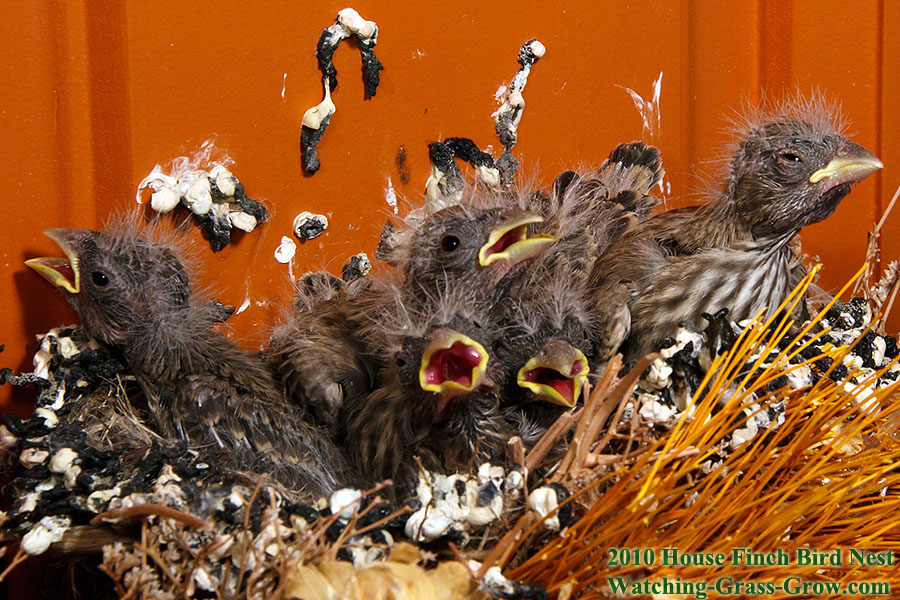 baby house finches 10 c