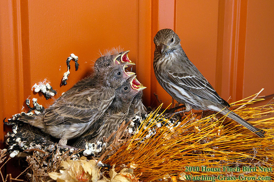 House Finch sequence may 10th