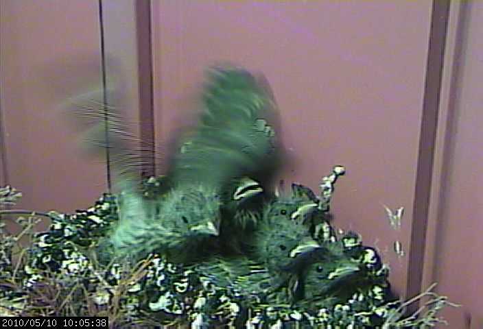 baby house finches 10 webcam