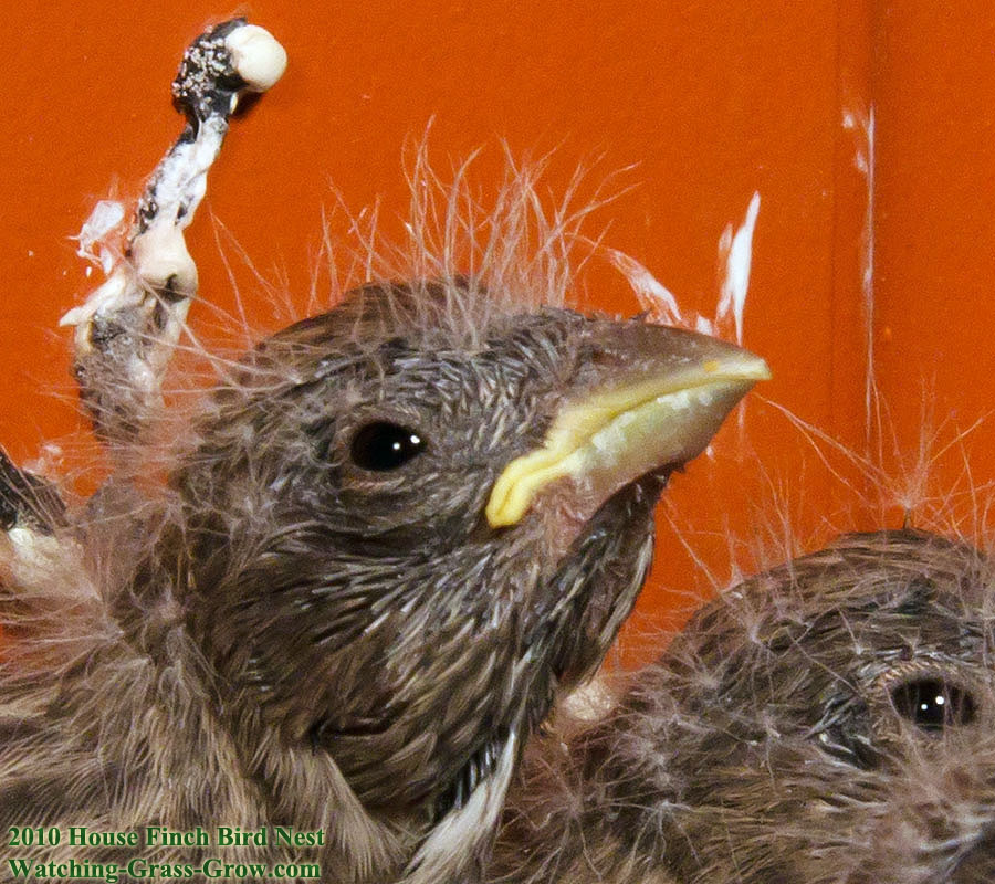 baby house finches 11 nest closeup