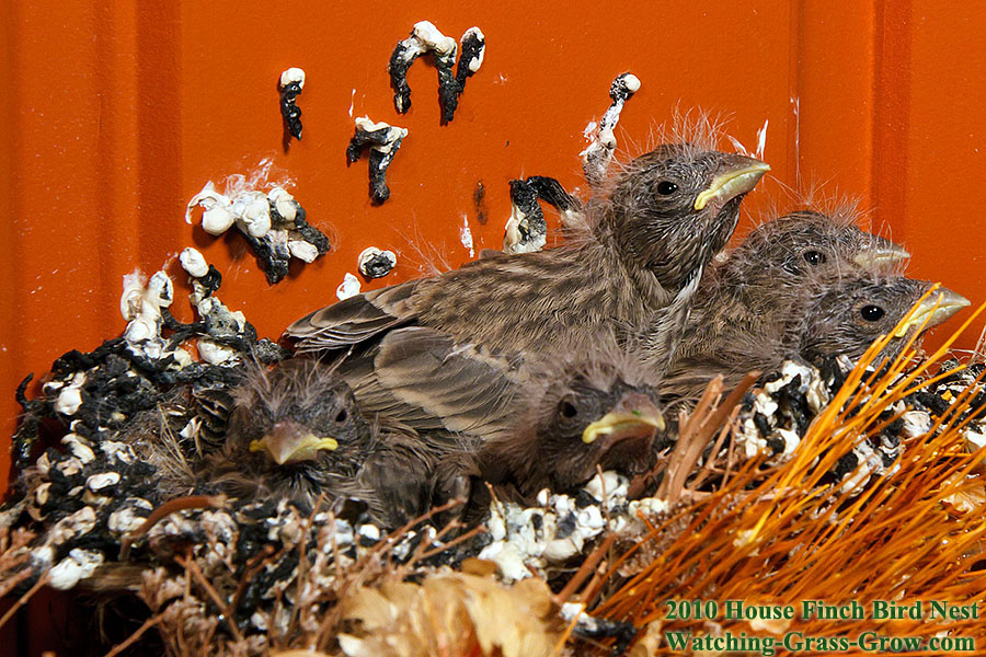 baby house finches 11 nest