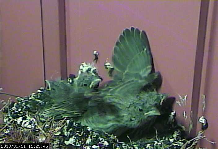 baby house finches 11 webcam