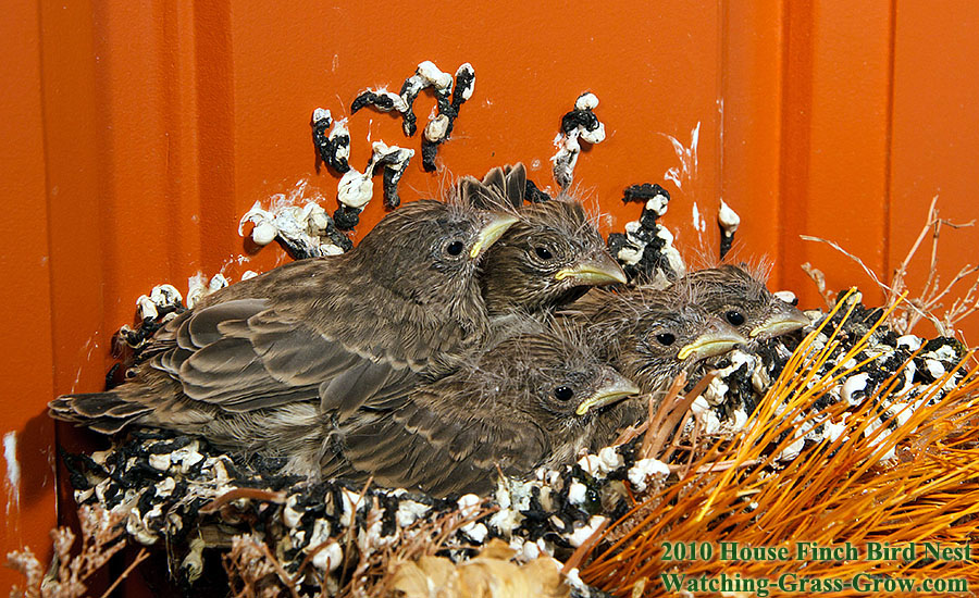 house finch nest before after