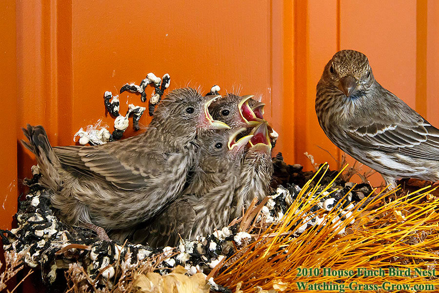baby house finches 13 family