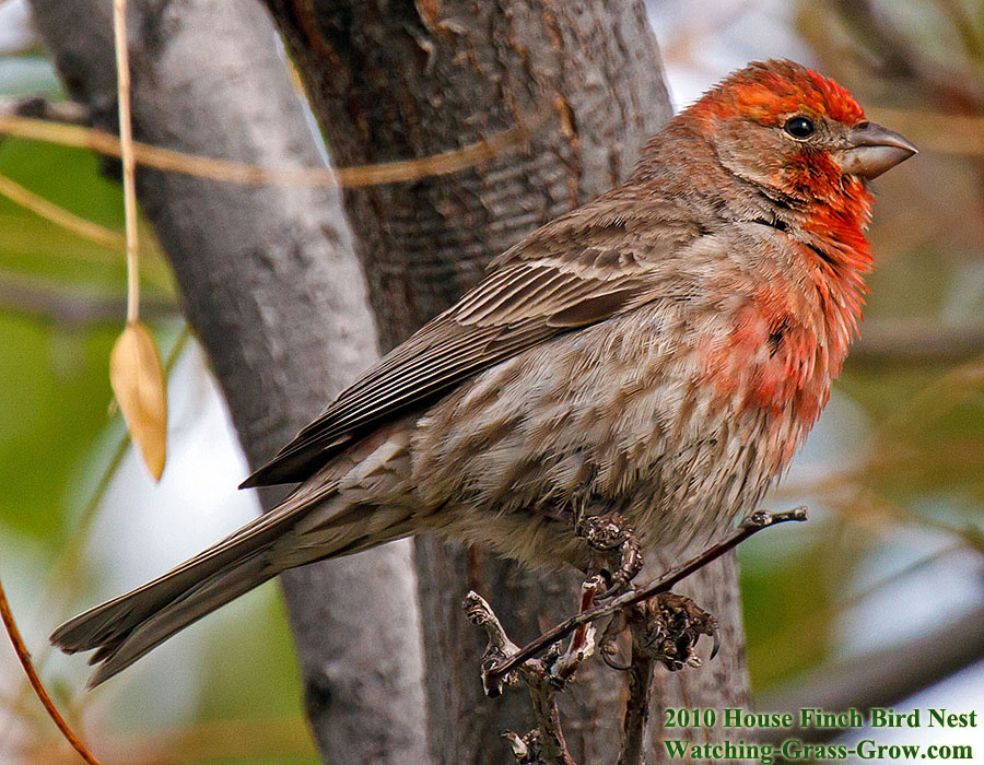 poppa finch colora