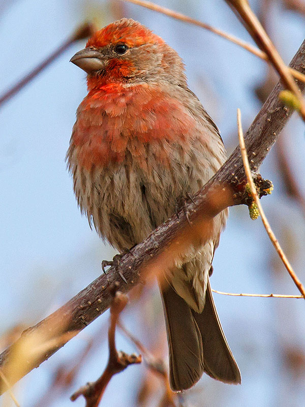 house finch poppa tree