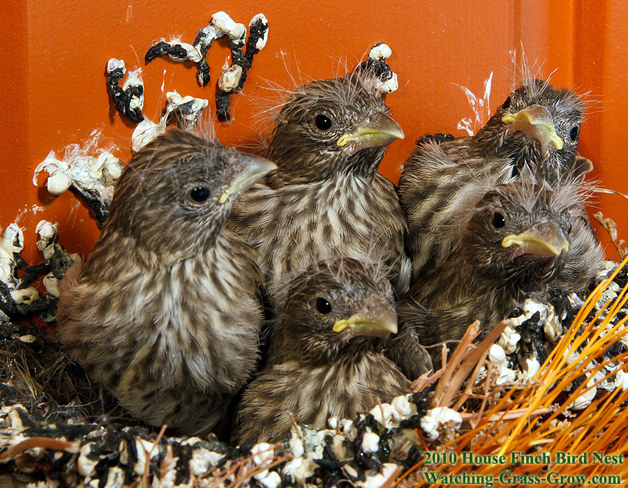 house finch nest before after