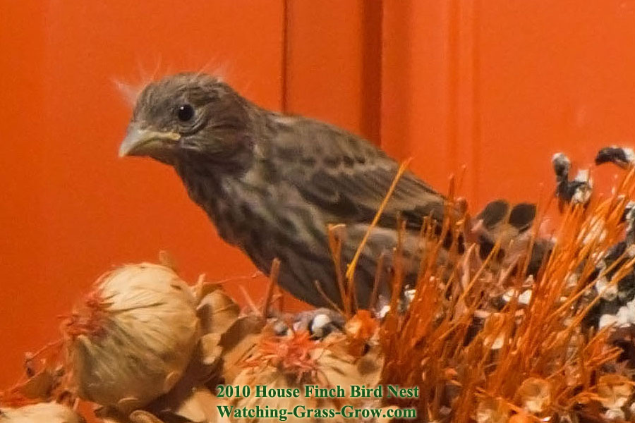 baby house finches 14 fledge a