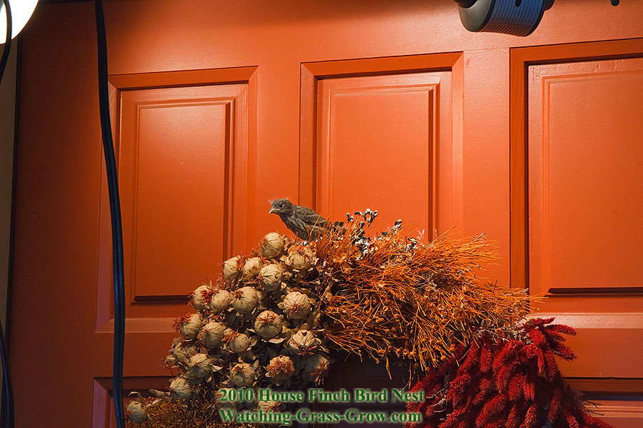house finch wreath