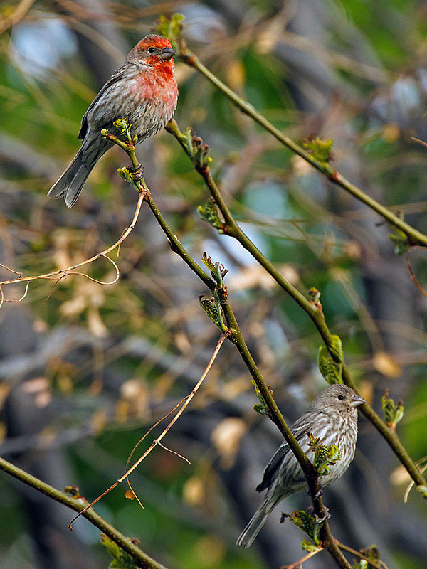 house finches 14 tree