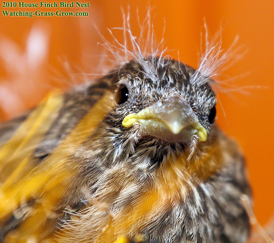 baby house finches 14 3