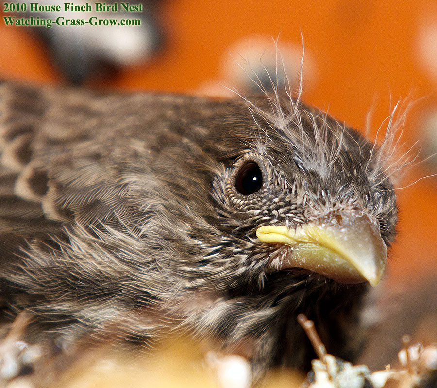 baby house finches 14 4
