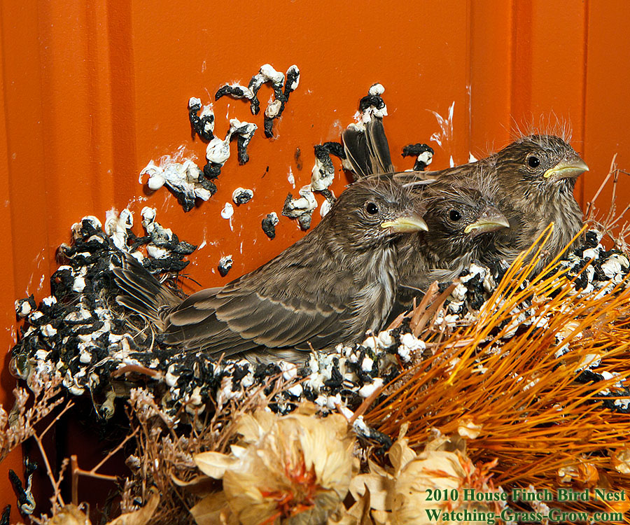 three house finch