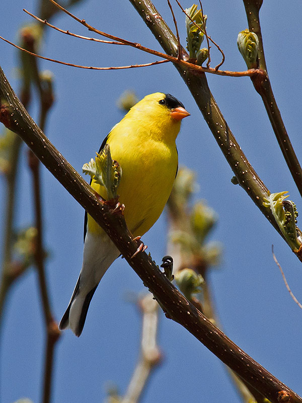 golden finch