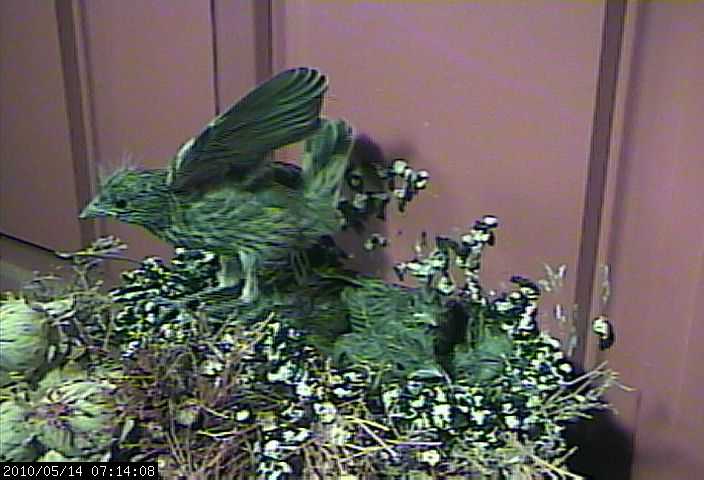 house finch fledge