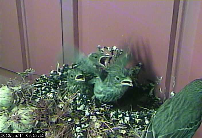 finch webcam 14