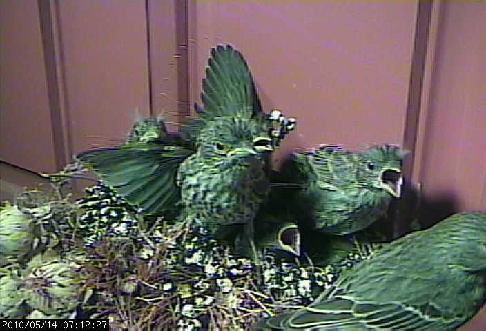 baby house finches 14 webcam a