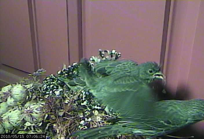 finch webcam 15